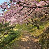 これが無料？穴場な桜スポット