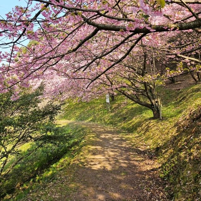 これが無料？穴場な桜スポット