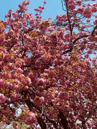Double Cherry Blossoms at Busan Democracy Park