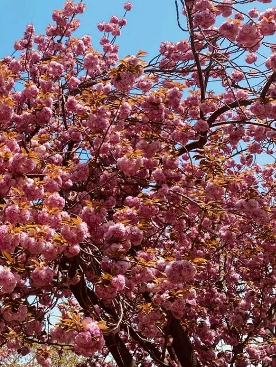 Double Cherry Blossoms at Busan Democracy Park