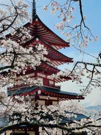 日本🇯🇵｜富士山🗻❌櫻花🌸超靚❗️