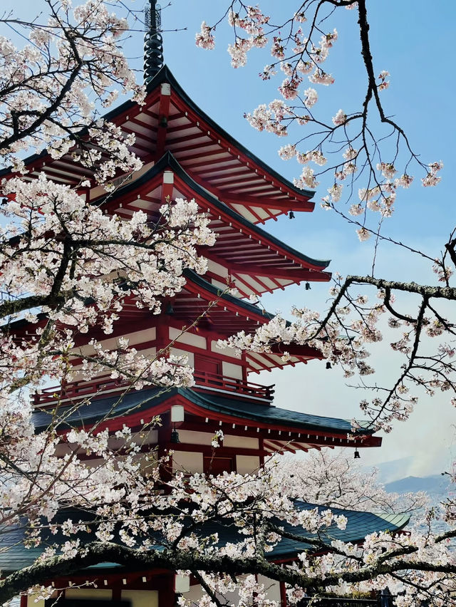 日本🇯🇵｜富士山🗻❌櫻花🌸超靚❗️