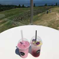 🇯🇵【兵庫県】兵庫県立公園 あわじ花さじきへ行こう！