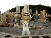 Aoshima Island Adventure: Japan’s Purr-fect Cat Paradise