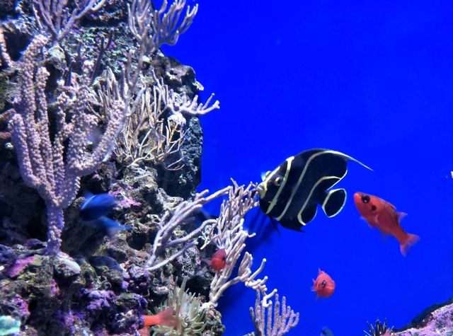 #新加坡S.E.A Aquarium-新加坡聖淘沙島