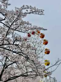 A Blossoming Oasis: Sakura Viewing at Hachinohe Park, Aomori