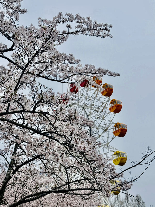 A Blossoming Oasis: Sakura Viewing at Hachinohe Park, Aomori