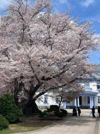 Sakura Viewing at Nakajima Park in Hokkaido