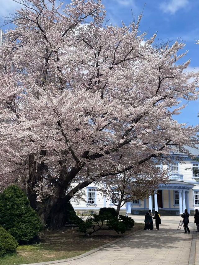 Sakura Viewing at Nakajima Park in Hokkaido
