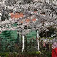 Cherry Blossom Dreams at Qingdao’s Zhongshan Park