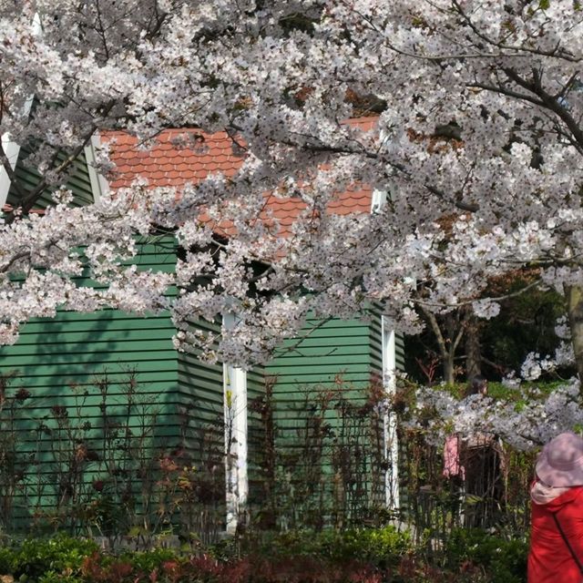 Cherry Blossom Dreams at Qingdao’s Zhongshan Park