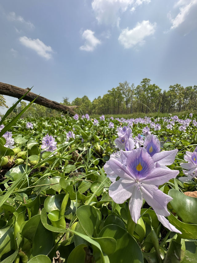 Drive to Twenty Thousand Lake (Bis Hazari Tal), Tikauli, Chitwan: A Wild Encounter