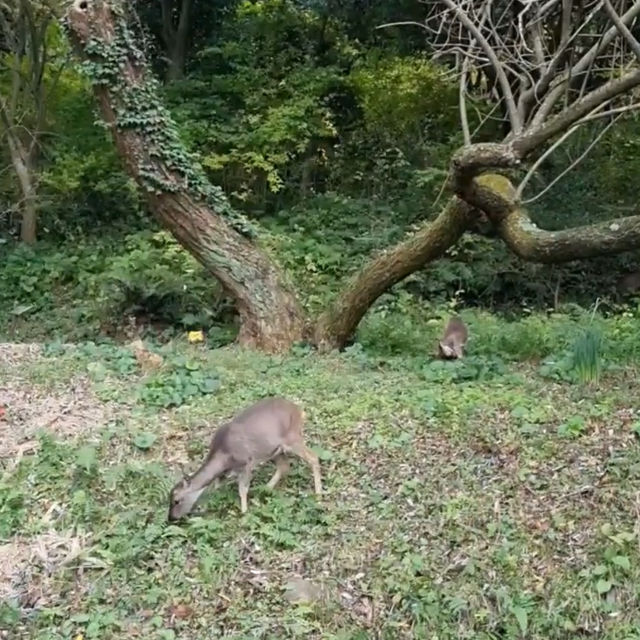 가족과 같이 가기 좋은 제주도 무료 수목원, 한라수목원
