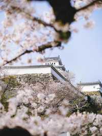 Illuminated Blossoms in a Historic Setting