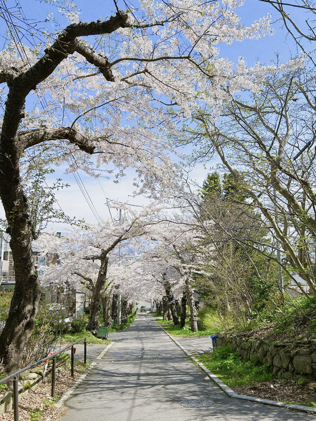 Hakodate Hidden Cherry Blossom Day Trip 🌸🚗