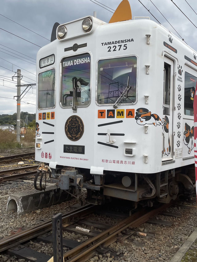 【和歌山半日遊懶人包】貴志站朝聖二代玉站長＋搭乘小玉電車、Tama Museum列車，療癒爆棚的貓咪列車之旅🐾
