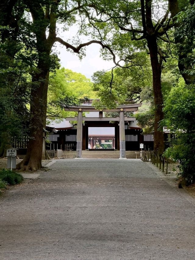 Peaceful Forest Vibes Right in the Middle of Tokyo