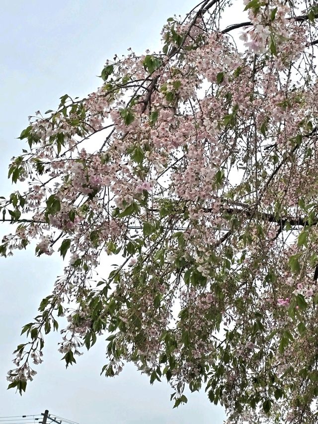 枝垂れ桜の美しい神社🌸