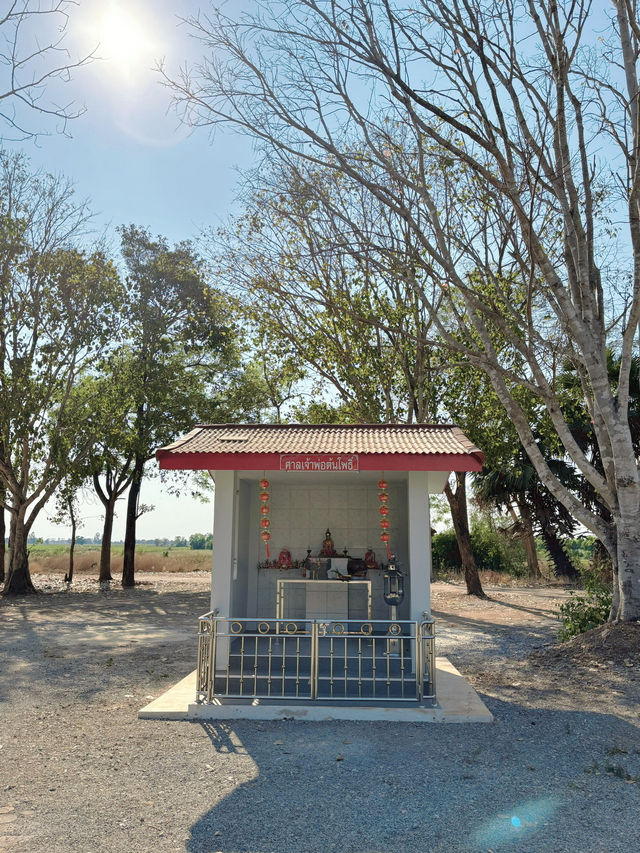 ต้นโพธิ์ที่เก่าแก่ที่สุดในไทยที่ อ.ศรีมโหสถ ปราจีน