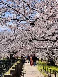 Castle of Petals: Fukuoka’s Blossom-Crowned Ruins