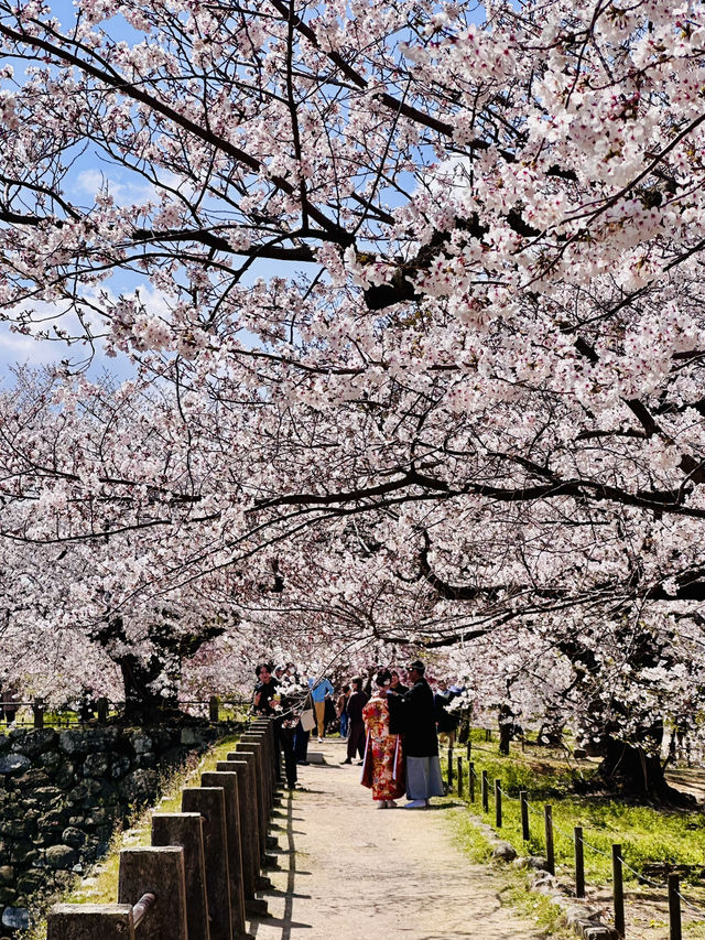 Castle of Petals: Fukuoka’s Blossom-Crowned Ruins