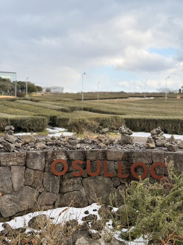 韓國濟州🍊｜遍地茶園的「Osulloc茶博物館」🌱