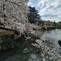 Shinjuku Gyoen – A Quiet Breath in the Heart of Tokyo