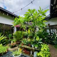 Fifty Trees in JB