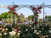 The Rose Garden at Ilsan Flower Festival