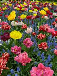 Title: Keukenhof – The Garden of Europe in Full Bloom