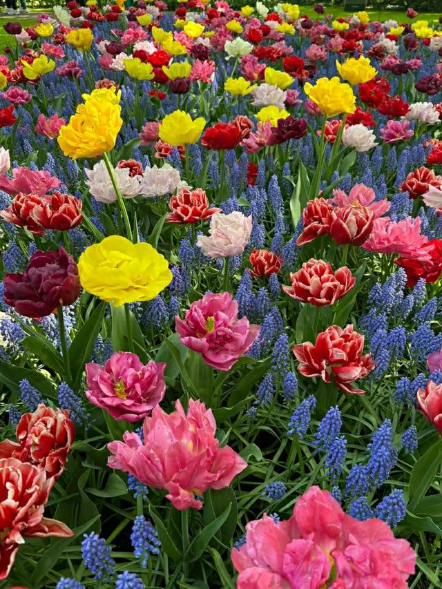 Title: Keukenhof – The Garden of Europe in Full Bloom