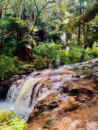 紐西蘭 Rotorua｜藏在原始森林裡的免費野溪溫泉體驗
