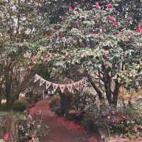 Camellia Hill – A Blooming Sanctuary on Jeju Island