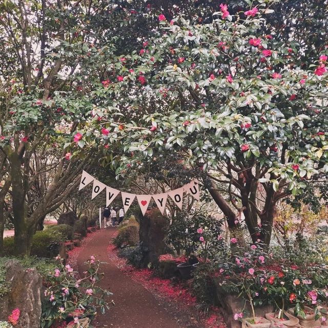 Camellia Hill – A Blooming Sanctuary on Jeju Island