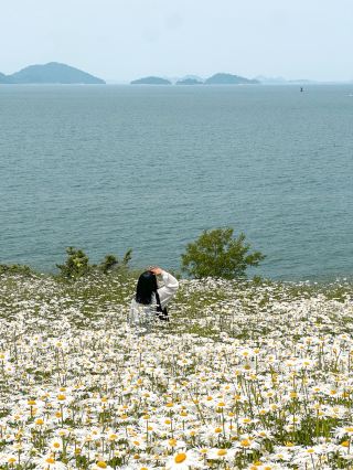 A must-visit Shasta Daisy field right now