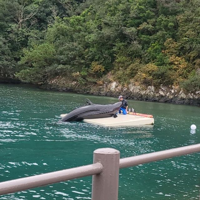 【和歌山】くじらの博物館