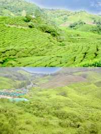 Stairway to Tea Heaven: BOH Viewpoint Delivers the Views
