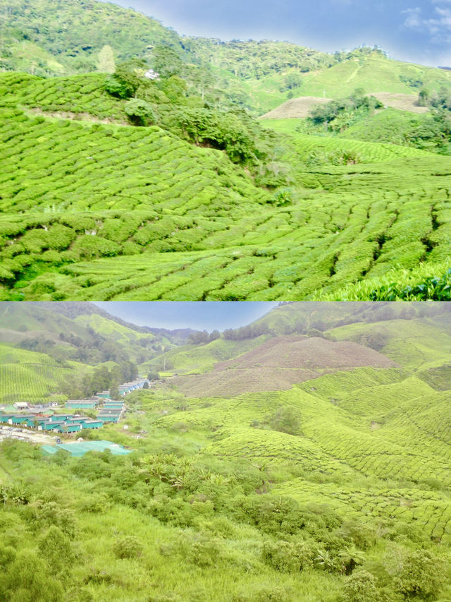 Stairway to Tea Heaven: BOH Viewpoint Delivers the Views