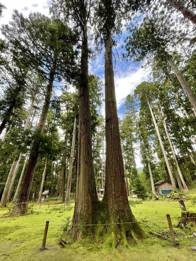 A Peaceful Day in Katsuyama, Fukui 🏯🌿
