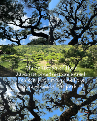 [Japan 🇯🇵] Ritsurin Garden: A Pine-Perfect Japanese Escape
