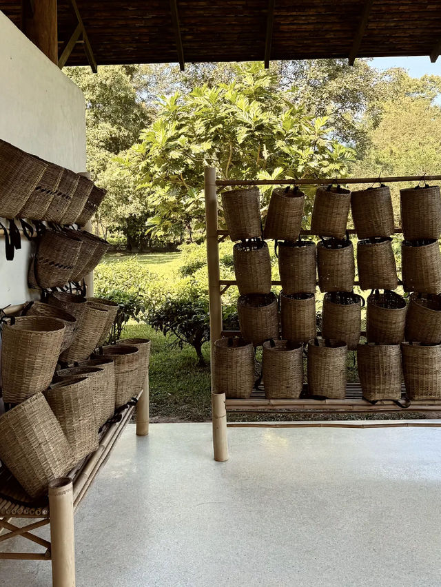 Araksa Tea Garden - Chiangmai Thailand 