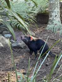 Australia Zoo is just a popular choice