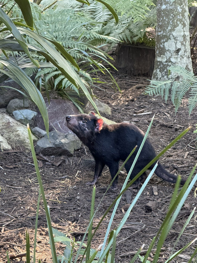 Australia Zoo is just a popular choice