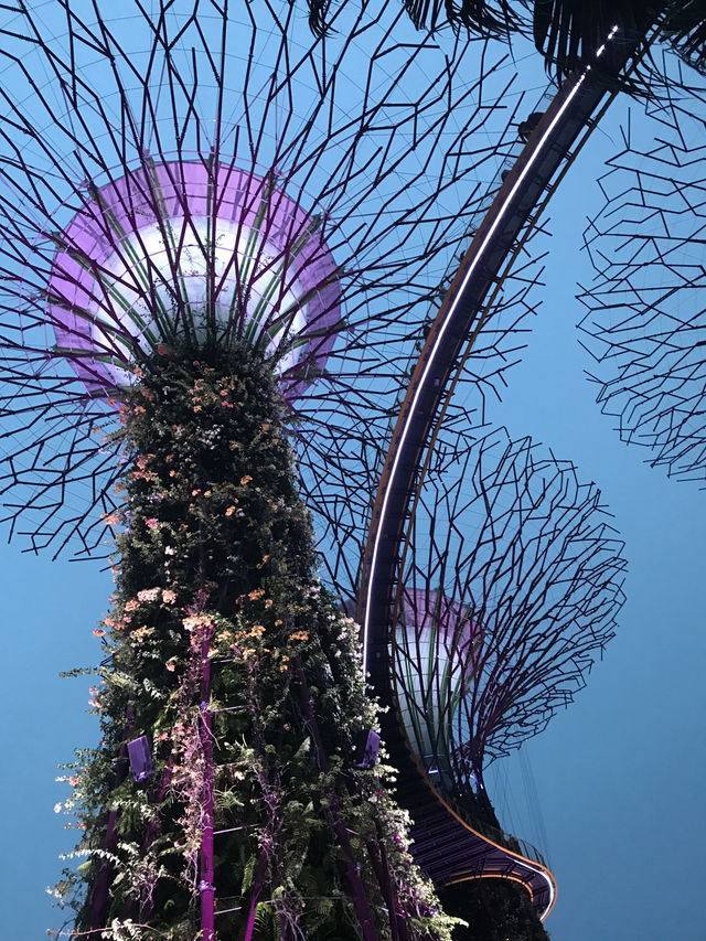 Light And Sound Show ที่ Gardens By The Bay