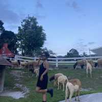 ลานสกา ฟาร์มแกะ – นครศรีธรรมราช 🐑🌳