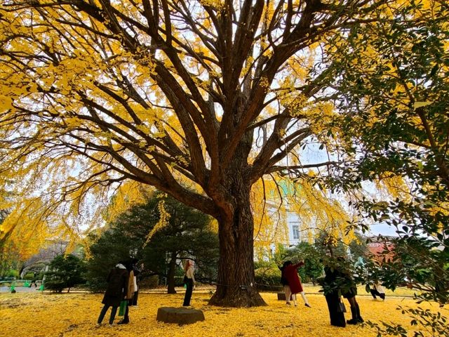 TOKYO NATIONAL MUSEUM(도쿄국립박물관표경관) 헬로키티 50주년 전시회