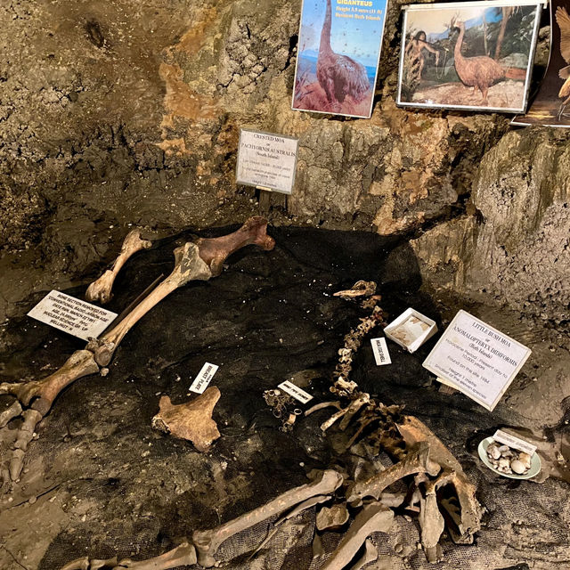 Ngarua Caves: Exploring a Super Underrated Underground Gem! 🦇✨