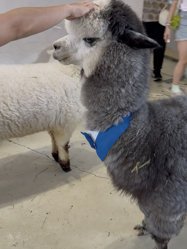 Capyba Cafe Skudai: Feed Alpacas, Meet a Capybara & Try the Cutest Pudding