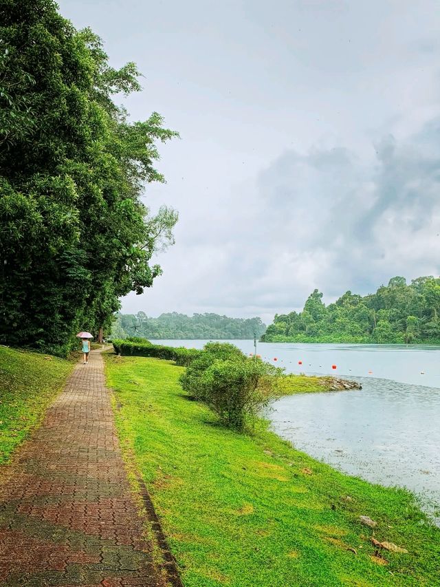 MacRitchie Reservoir 