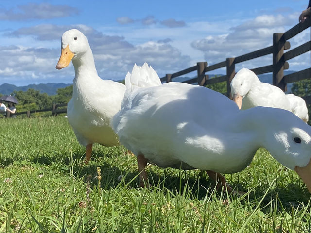 【牧場】千葉ドライブならやっぱここでしょ🐄🐏🪿